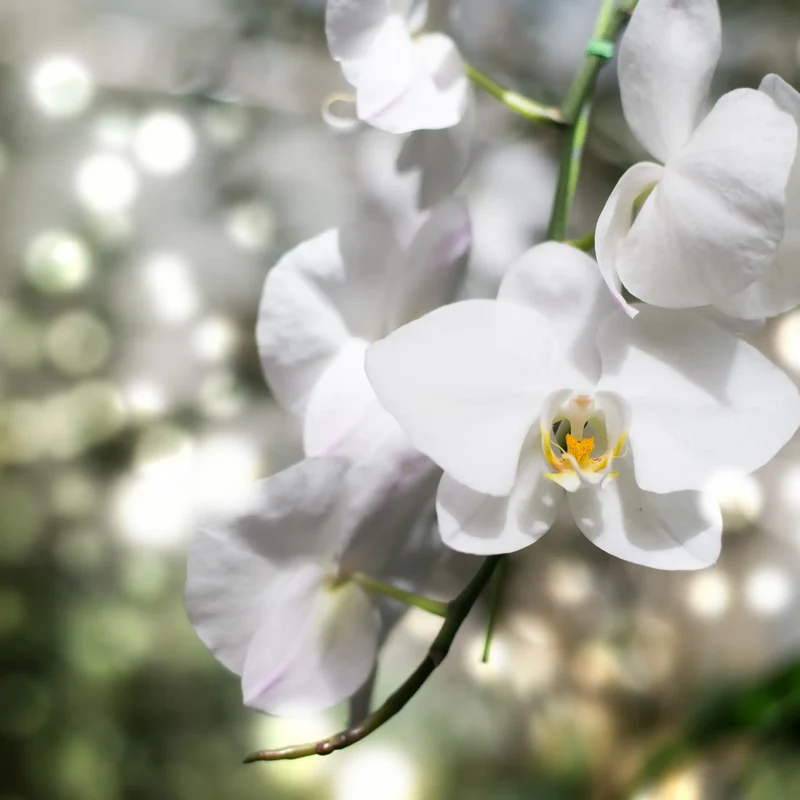Orchidée blanche - Parfum pour bougie