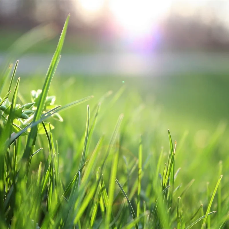 Herbe coupée - Parfum pour bougie