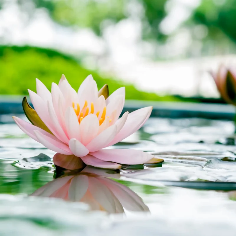 Fleur de lotus - Parfum pour bougie