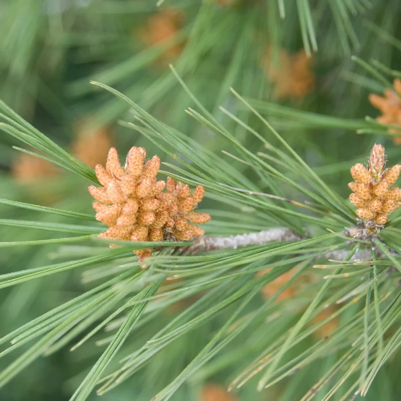 Pin des Landes - Parfum pour bougie