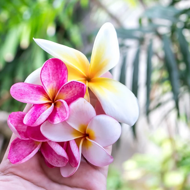 Fleur des îles - Parfum pour bougie