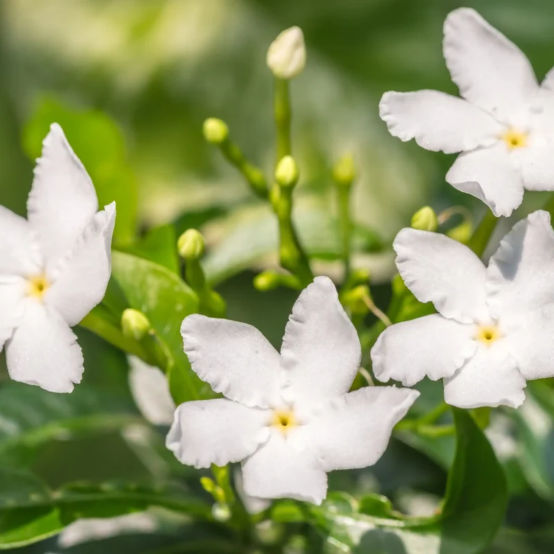 Jasmin - Parfum pour bougie