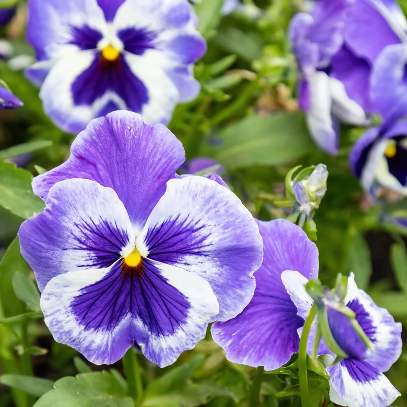 Violette des bois - Parfum pour bougie