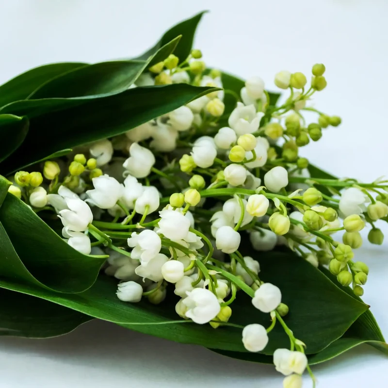 Muguet - Parfum pour bougie