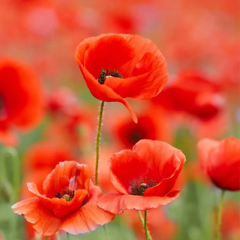 Coquelicot - Parfum pour bougie