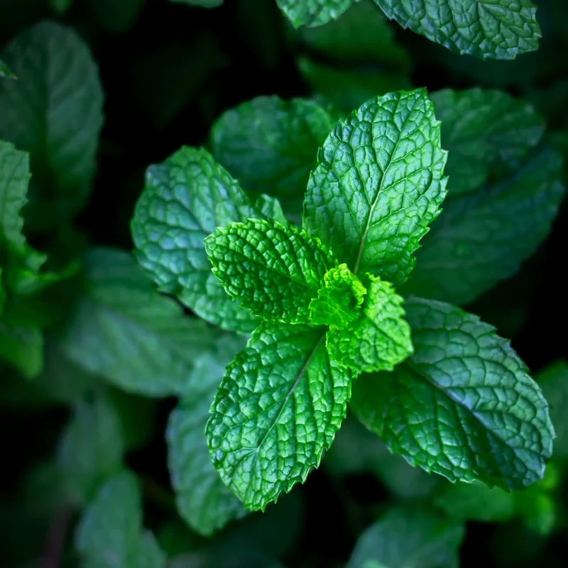 Menthe chlorophylle - Parfum pour bougie