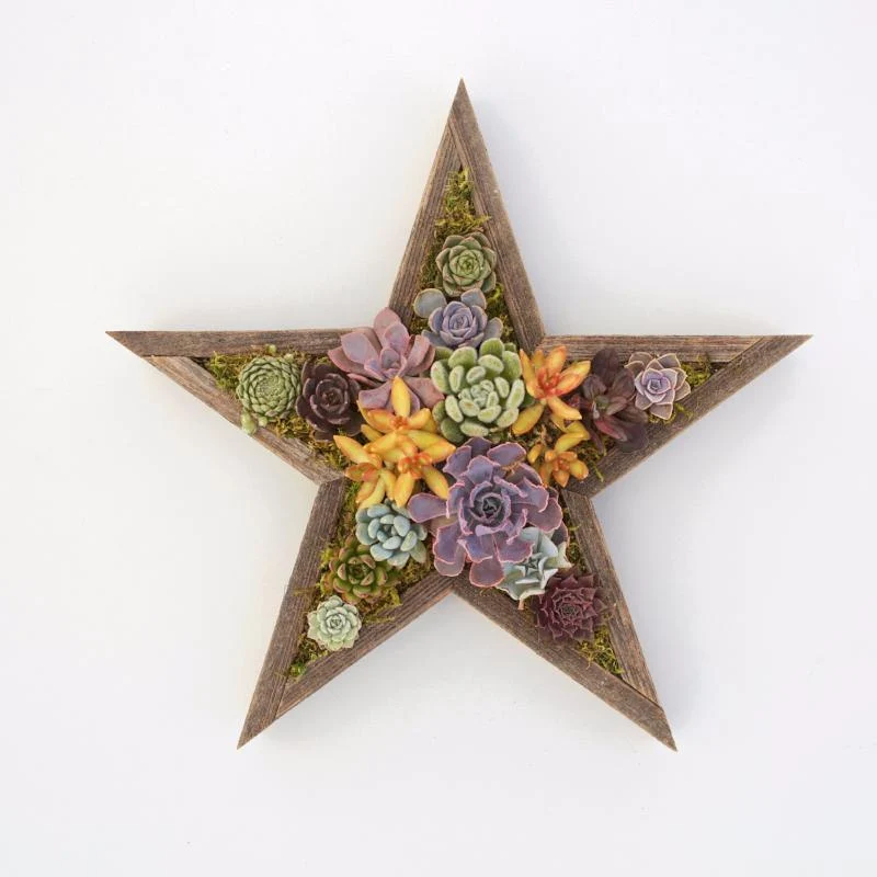 Succulent Star Redwood Kit