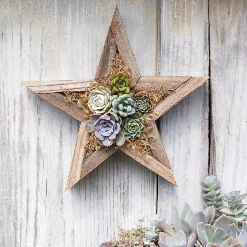 Succulent Star Redwood Kit