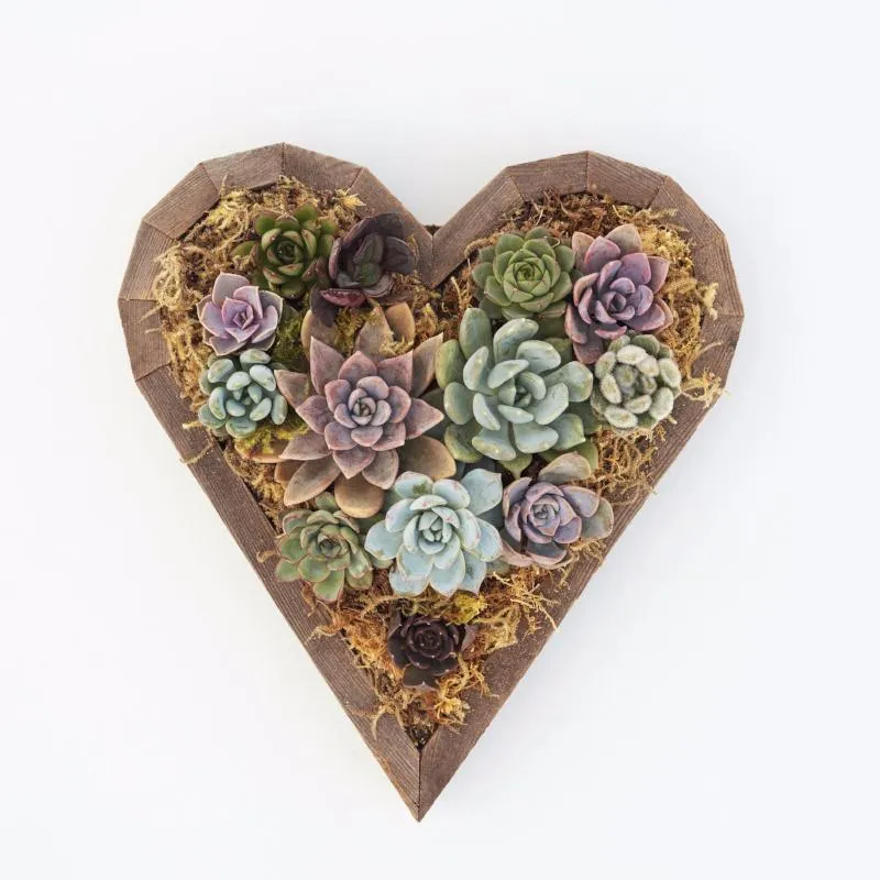 Succulent Heart Redwood Kit