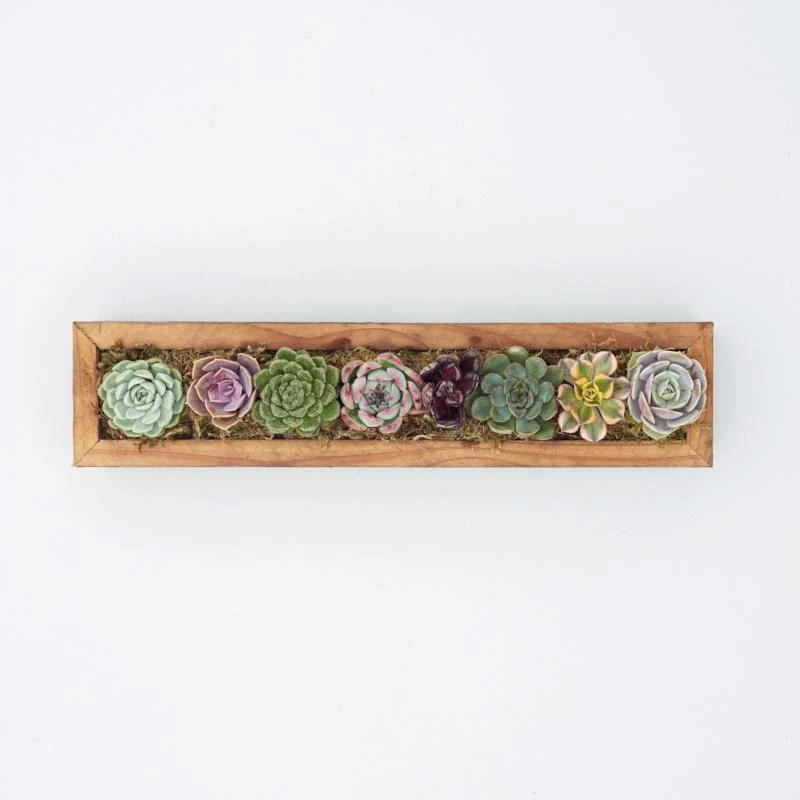 Succulent Trough Kit