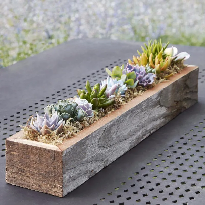 Succulent Trough Kit