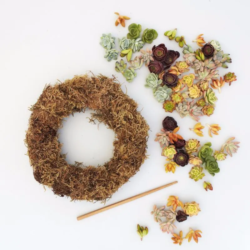 Succulent Wreath Kit