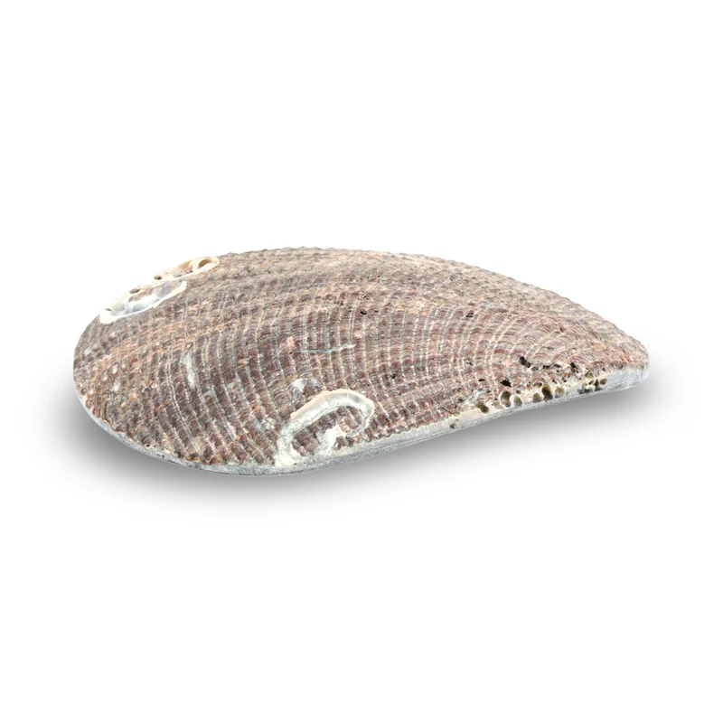 Sieradenschaaltje abalone