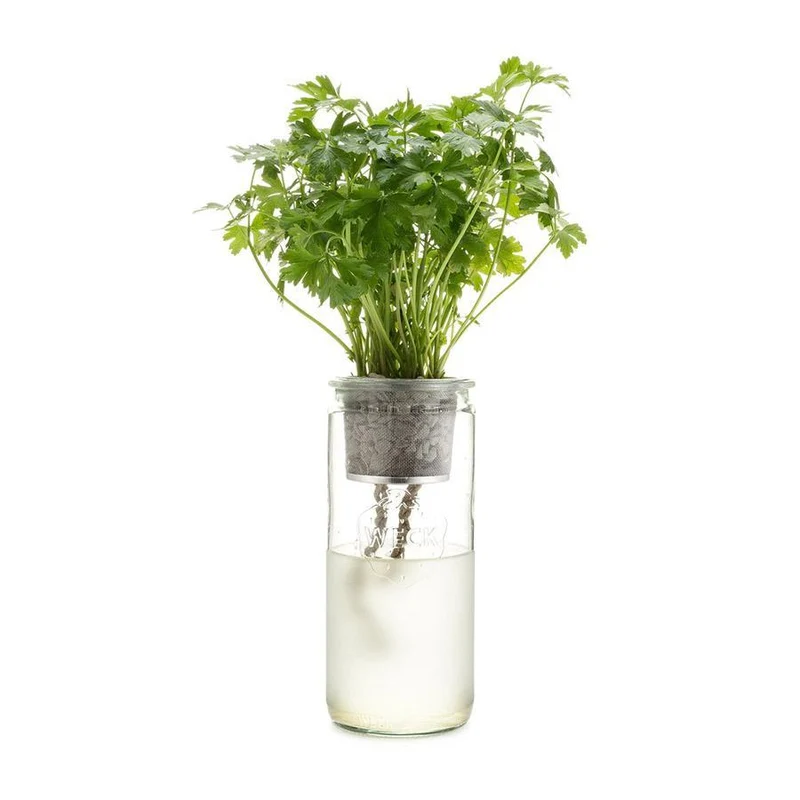 Parsley Eco Planter