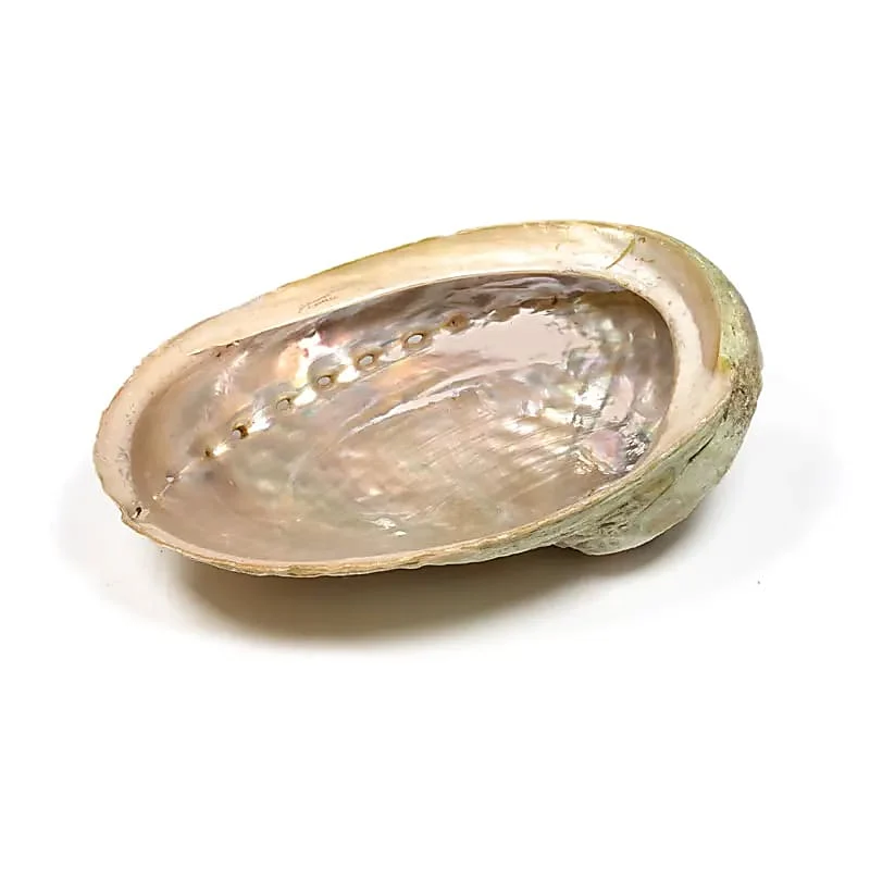 Abalone smudge schelp Haliotis diversicolor S