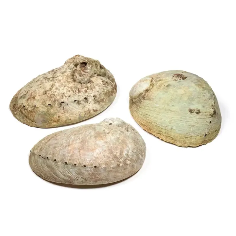 Abalone smudge schelp Haliotis diversicolor S