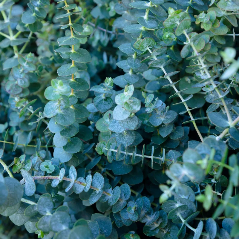 Essential Oil, Eucalyptus Globulus 80/85%
