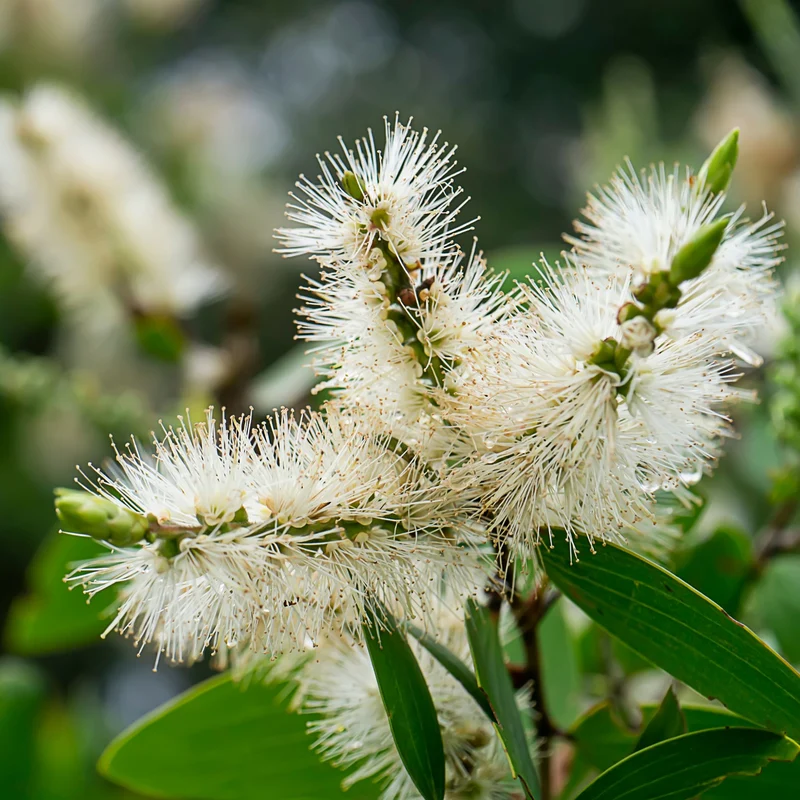 Essential Oil, Niaouli