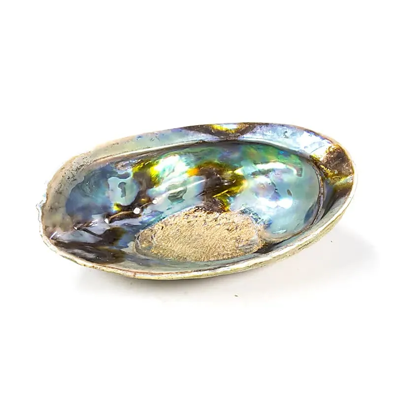 Regenboog Abalone (Paua) Haliotis Iris