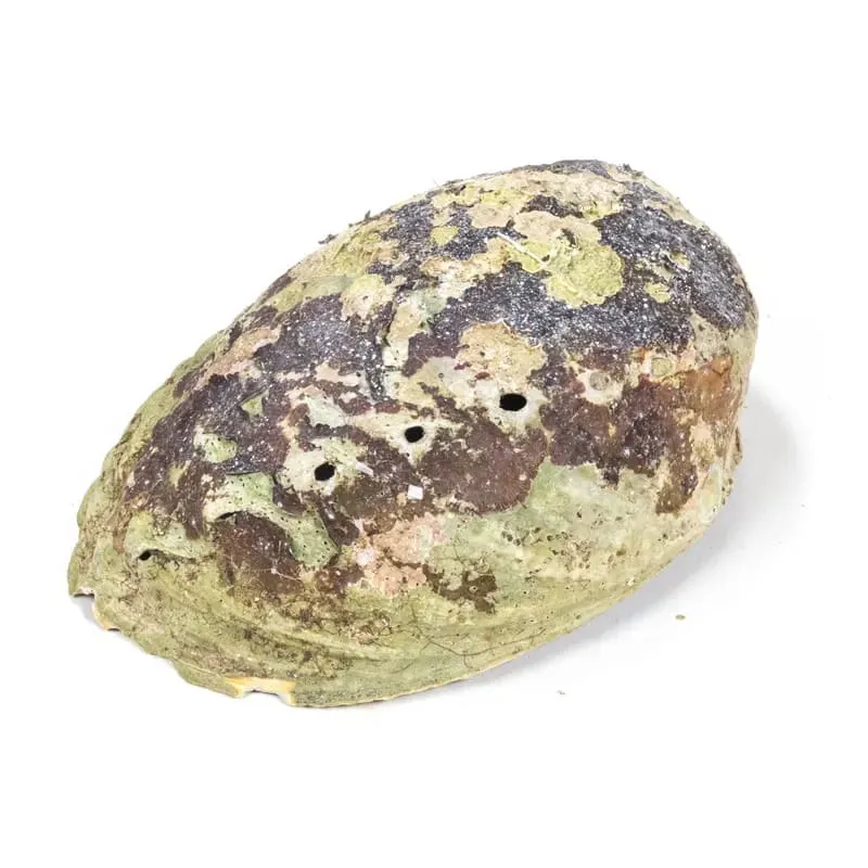 Regenboog Abalone (Paua) Haliotis Iris