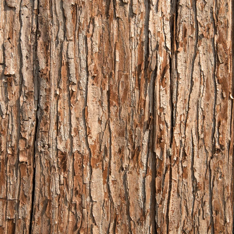 Essential Oil, Cedarwood Texas