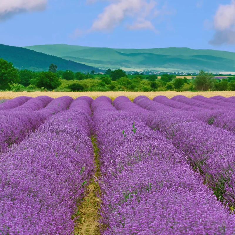 Essential Oil, Lavender Bulgarian