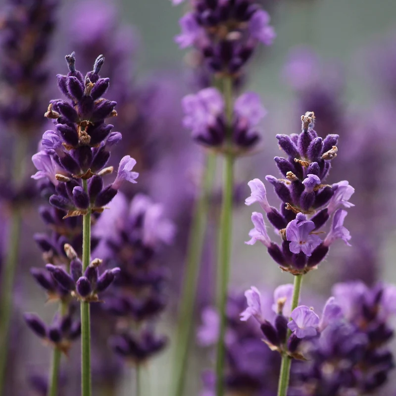 Essential Oil, Lavender (Natural Blend)