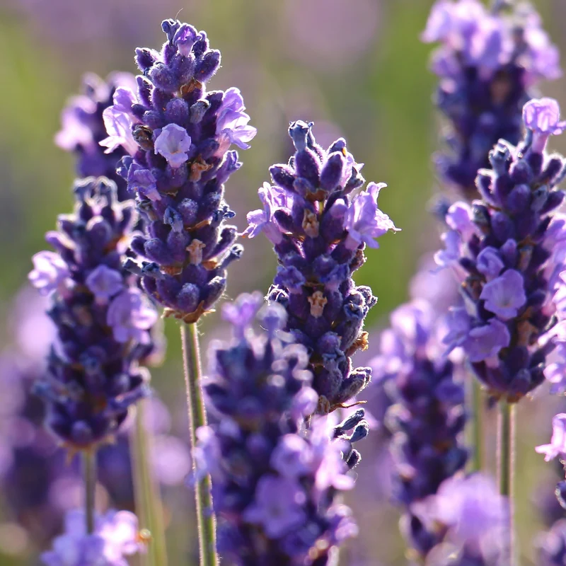 Essential Oil, Lavender 40/42