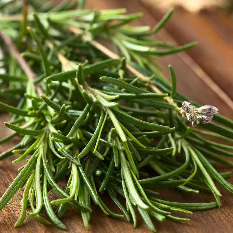 Essential Oil, Rosemary (Morocco)