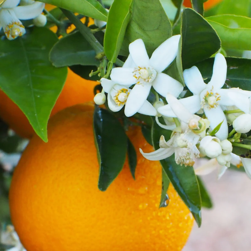 Essential Oil, Orange Sweet