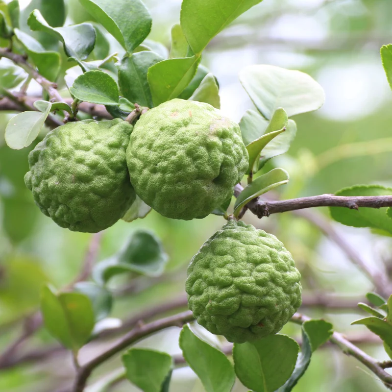 Essential Oil, Bergamot, Bergaptene Free (Natural Blend)