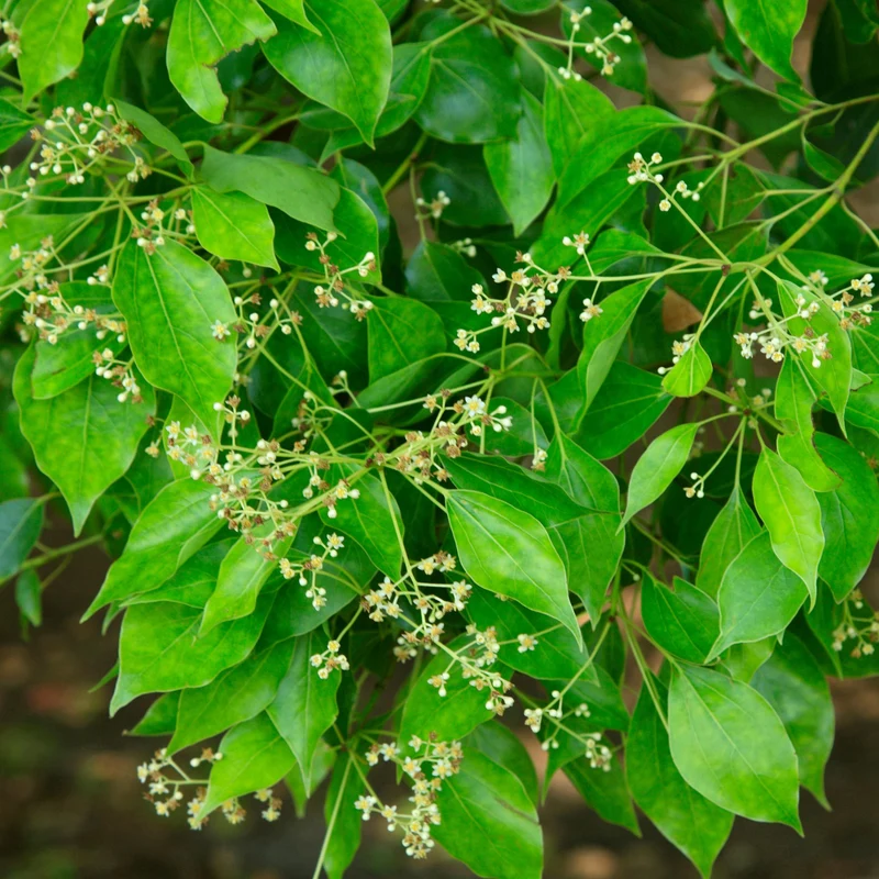 Essential Oil, Ravintsara