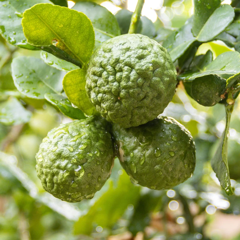 Essential Oil, Bergamot Calabrian