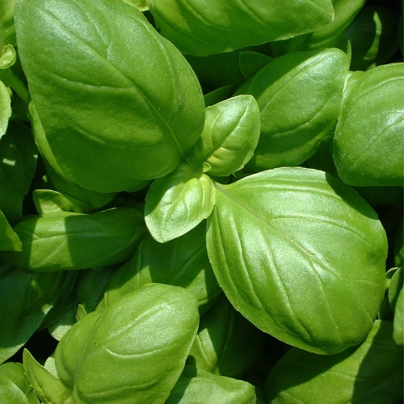 Essential Oil, Basil