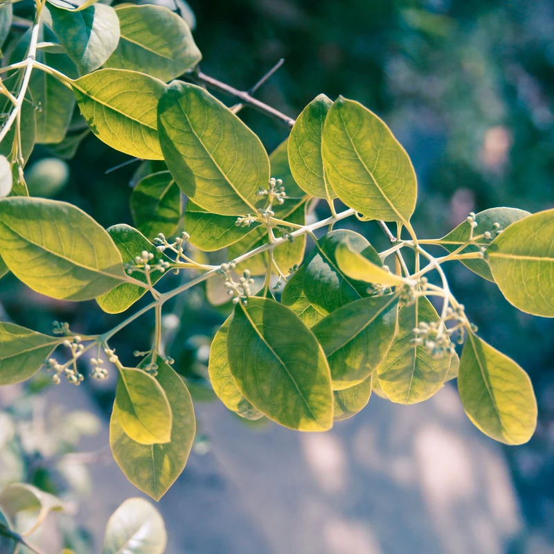 Essential Oil, Amyris