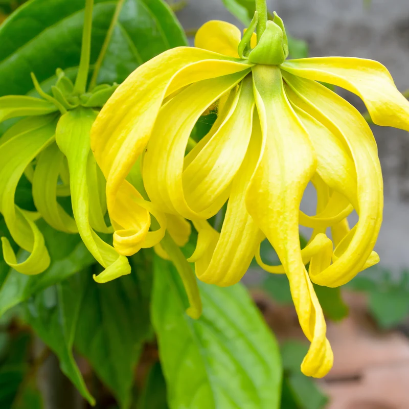 Floral Water, Ylang Ylang