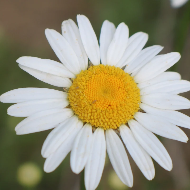 Precious Oil, Chamomile Roman 3%
