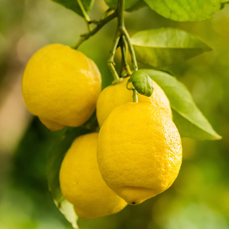 Essential Oil, Lemon (Sicily)