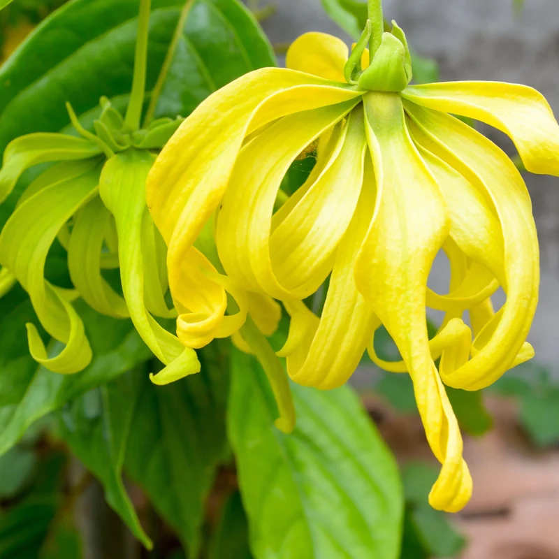 Essential Oil, Ylang Ylang 1st Grade