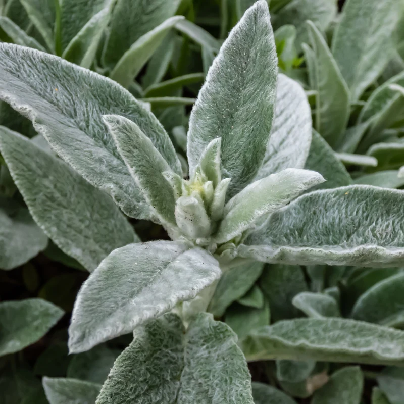 Essential Oil, Sage Dalmatian