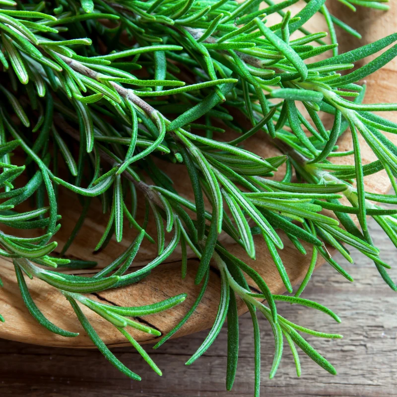 Essential Oil, Rosemary ct Camphor (Spanish)