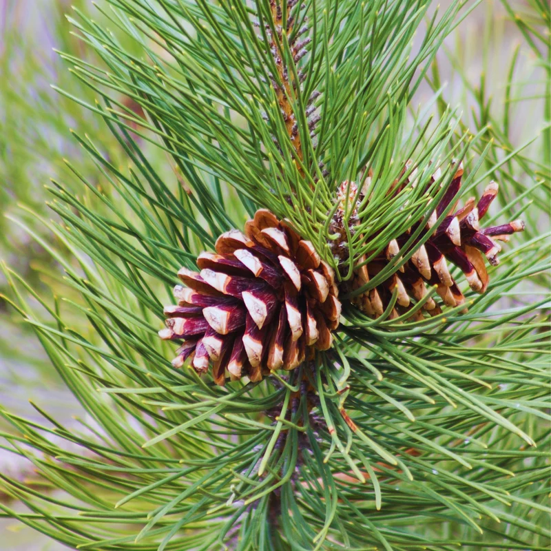 Essential Oil, Pine Scotch