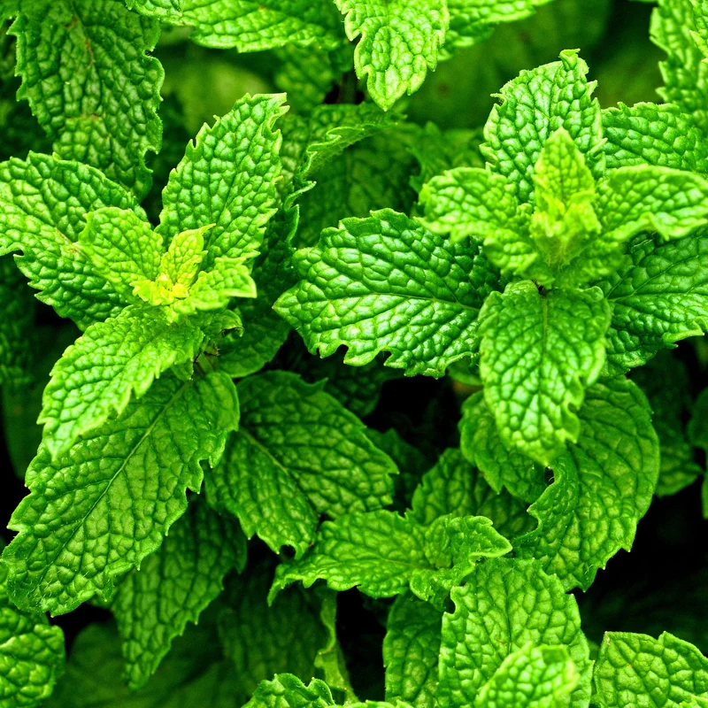 Essential Oil, Peppermint Supreme