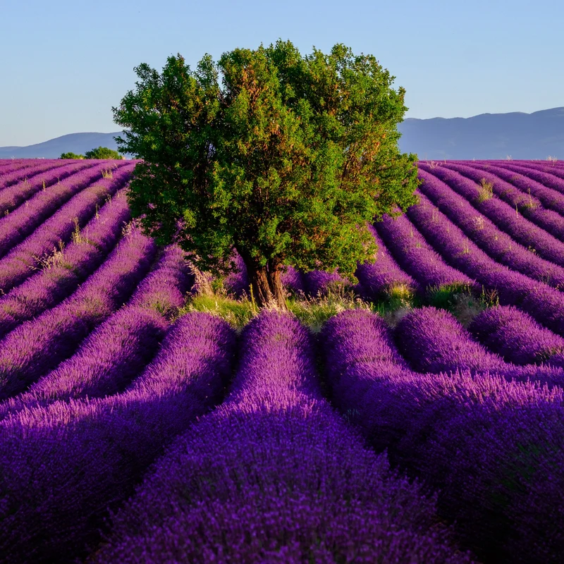 Essential Oil, Lavender French