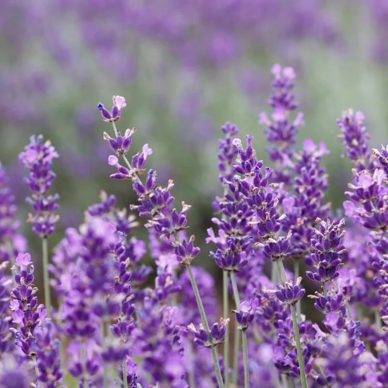 Essential Oil, Lavandin (Grosso)