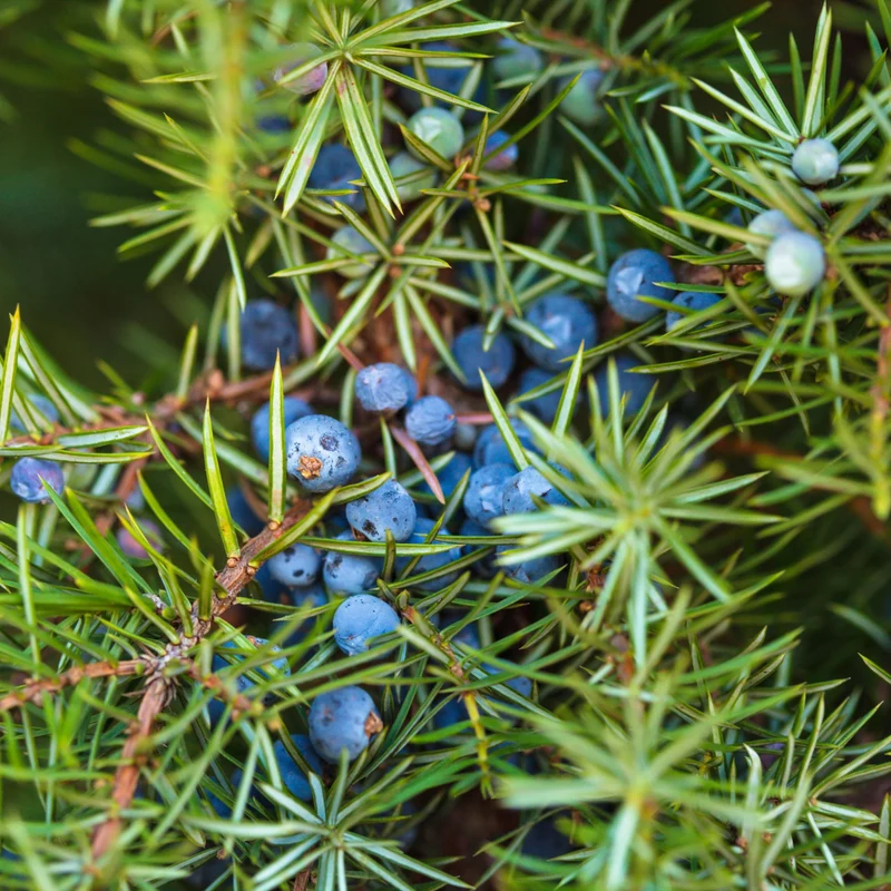 Essential Oil, Juniper Berry (India)