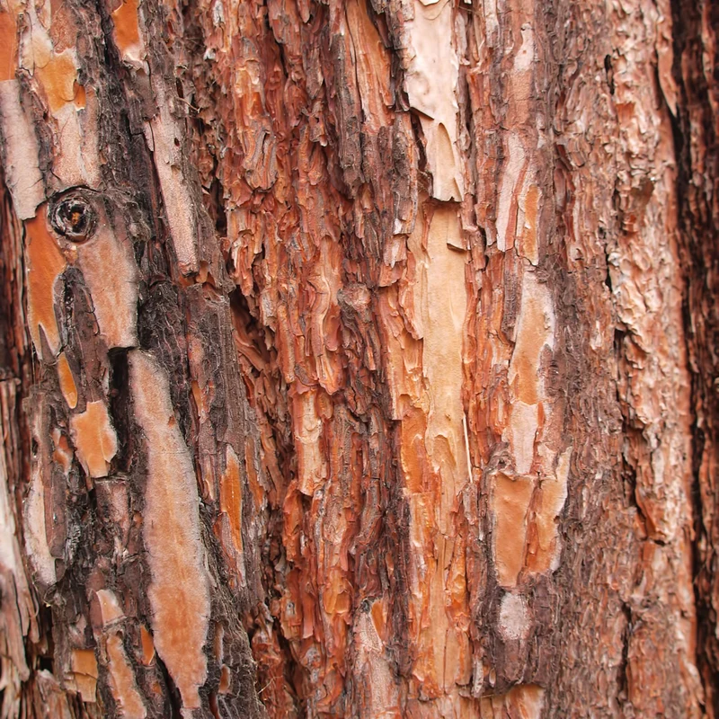 Essential Oil, Cedarwood Himalayan