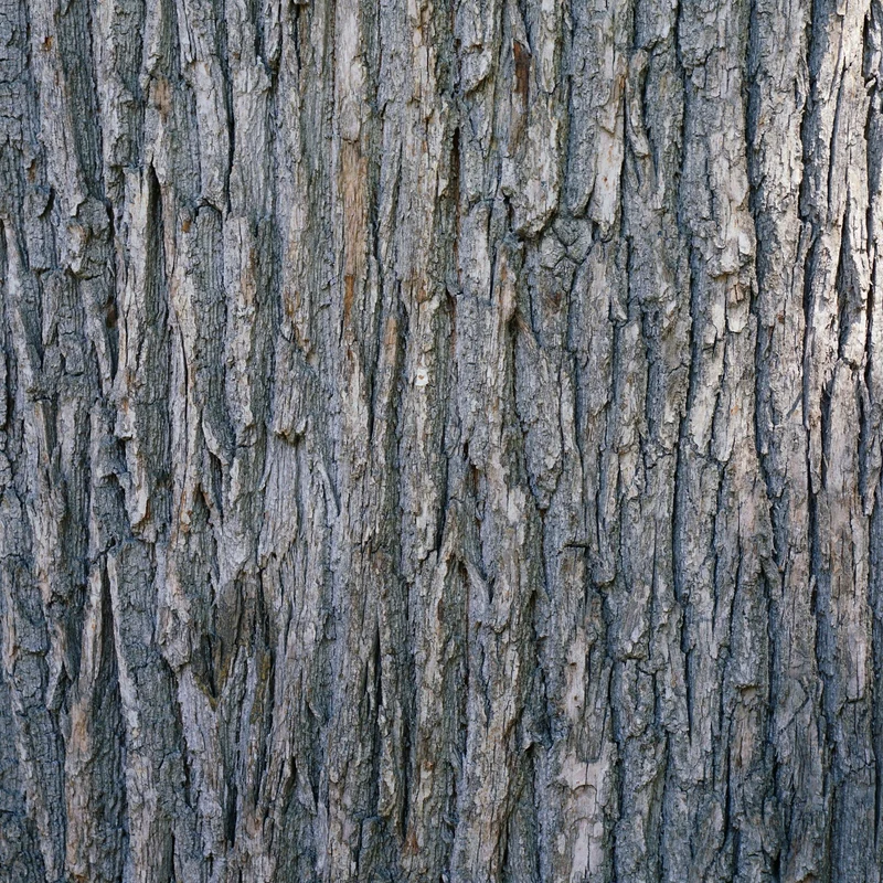 Essential Oil, Cedarwood Atlas