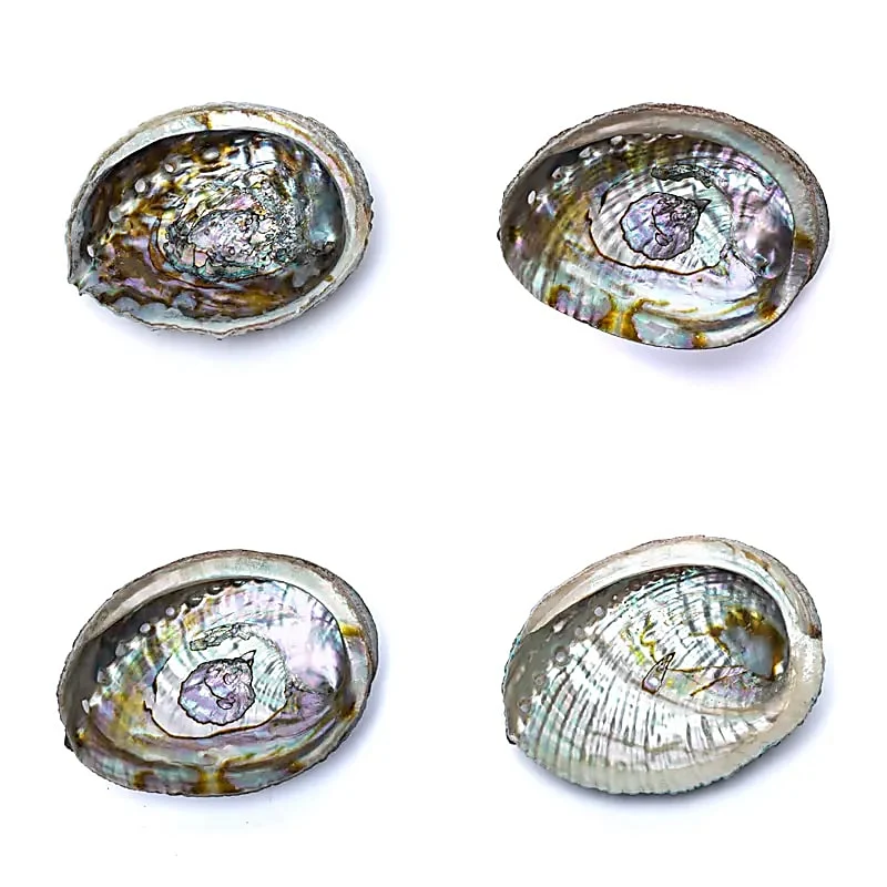 Groene Abalone smudge schelp Haliotis Fulgens