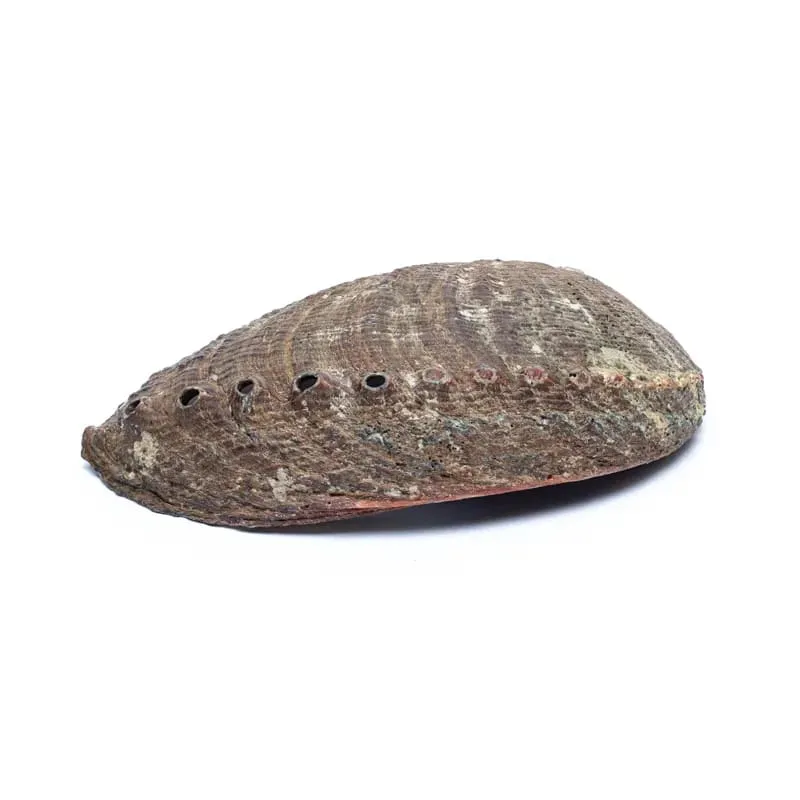 Groene Abalone smudge schelp Haliotis Fulgens
